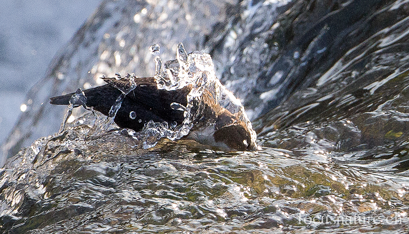 Cincle 7506.jpg - Cincle plongeur, White-throated Dipper, Cinclus cinclus (Genève, Suisse, février 2012)